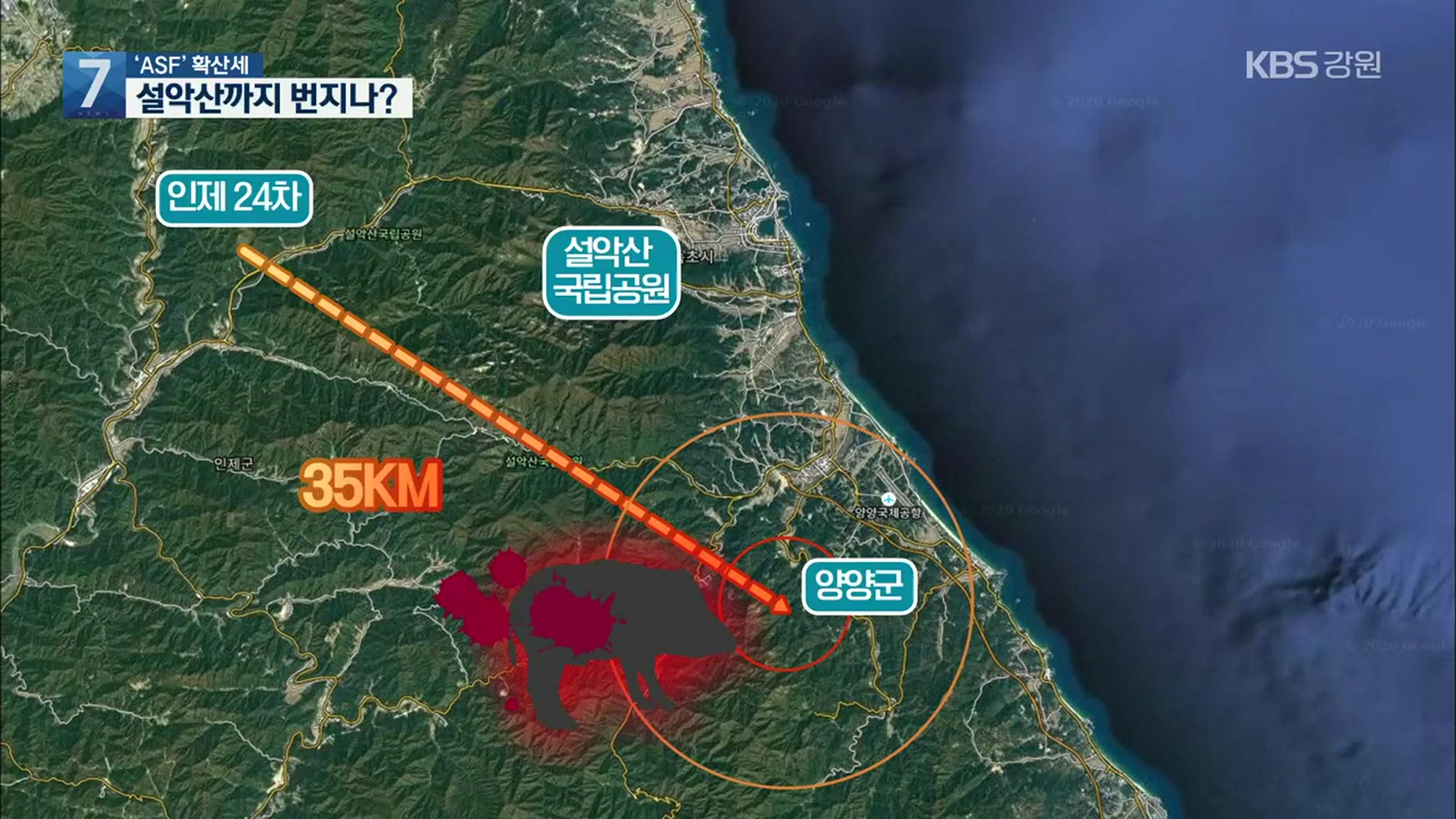 ‘ASF’ 양양서 확진…설악산까지 번지나?