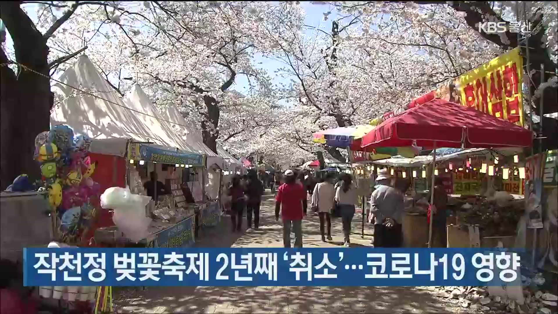 작천정 벚꽃축제 2년째 ‘취소’…코로나19 영향