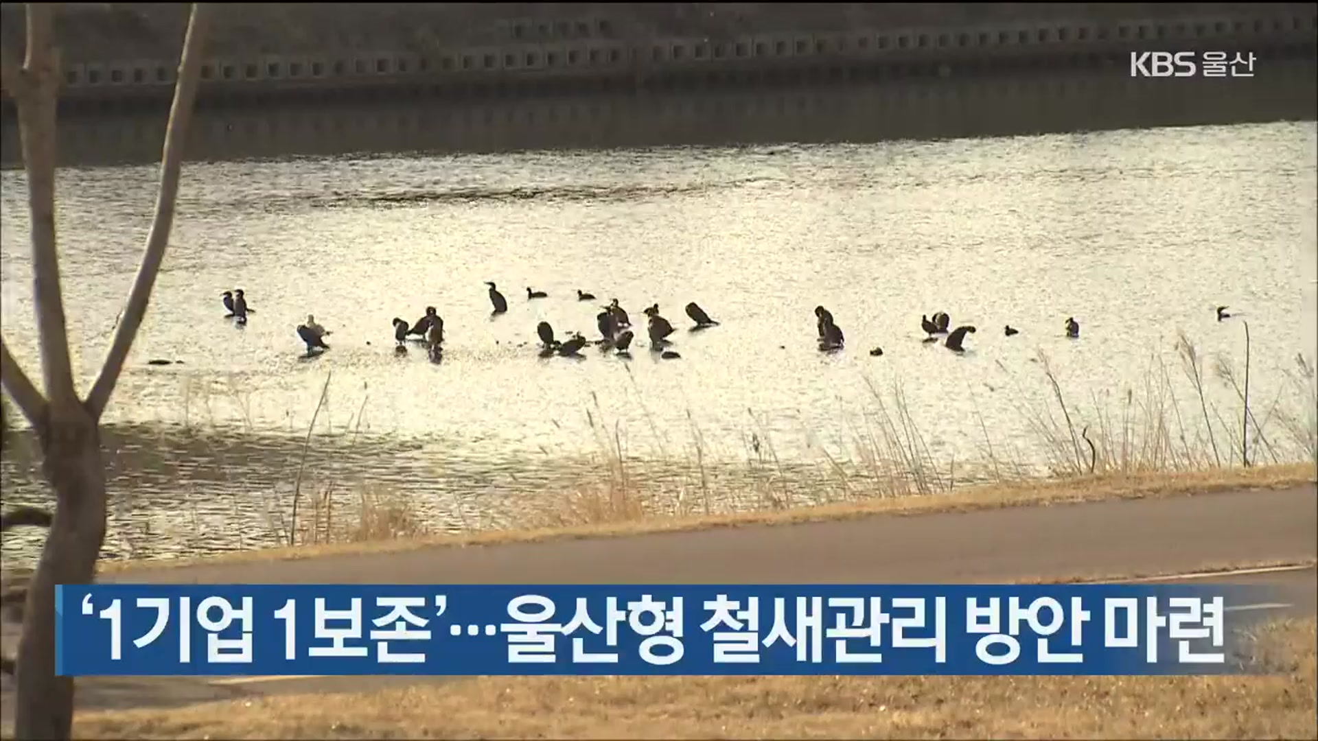 ‘1기업 1보존’…울산형 철새관리 방안 마련