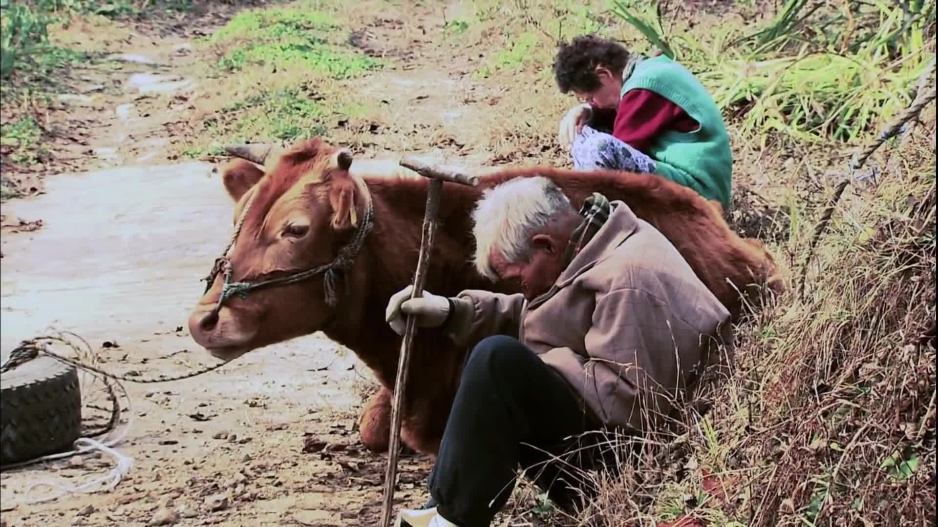 [앵커] 여든 살 노인과 마흔 살 먹은 소, 가장 아름다운 동행
