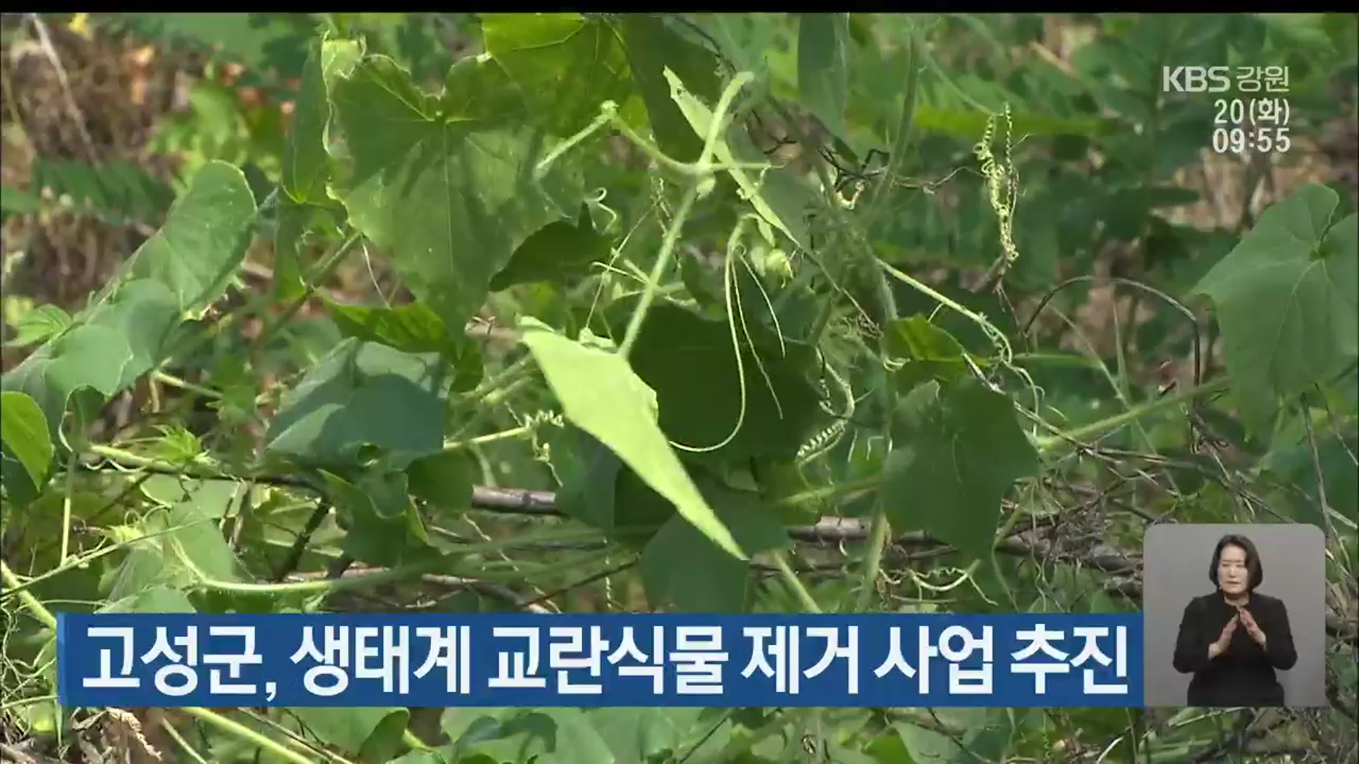 고성군, 생태계 교란식물 제거 사업 추진