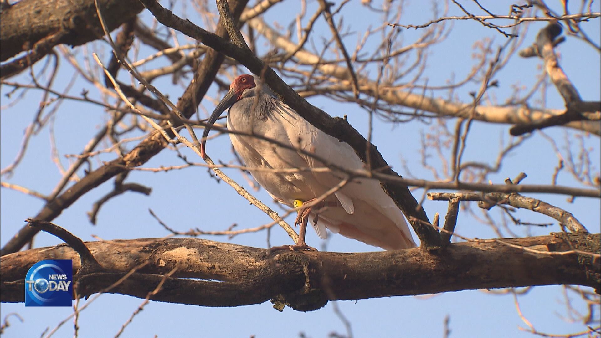 CRESTED IBISES GIVE BIRTH IN THE WILD