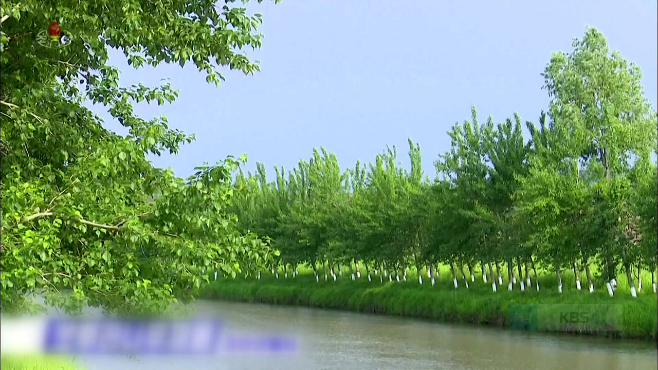 [북한 영상] 북한 포플러 나무