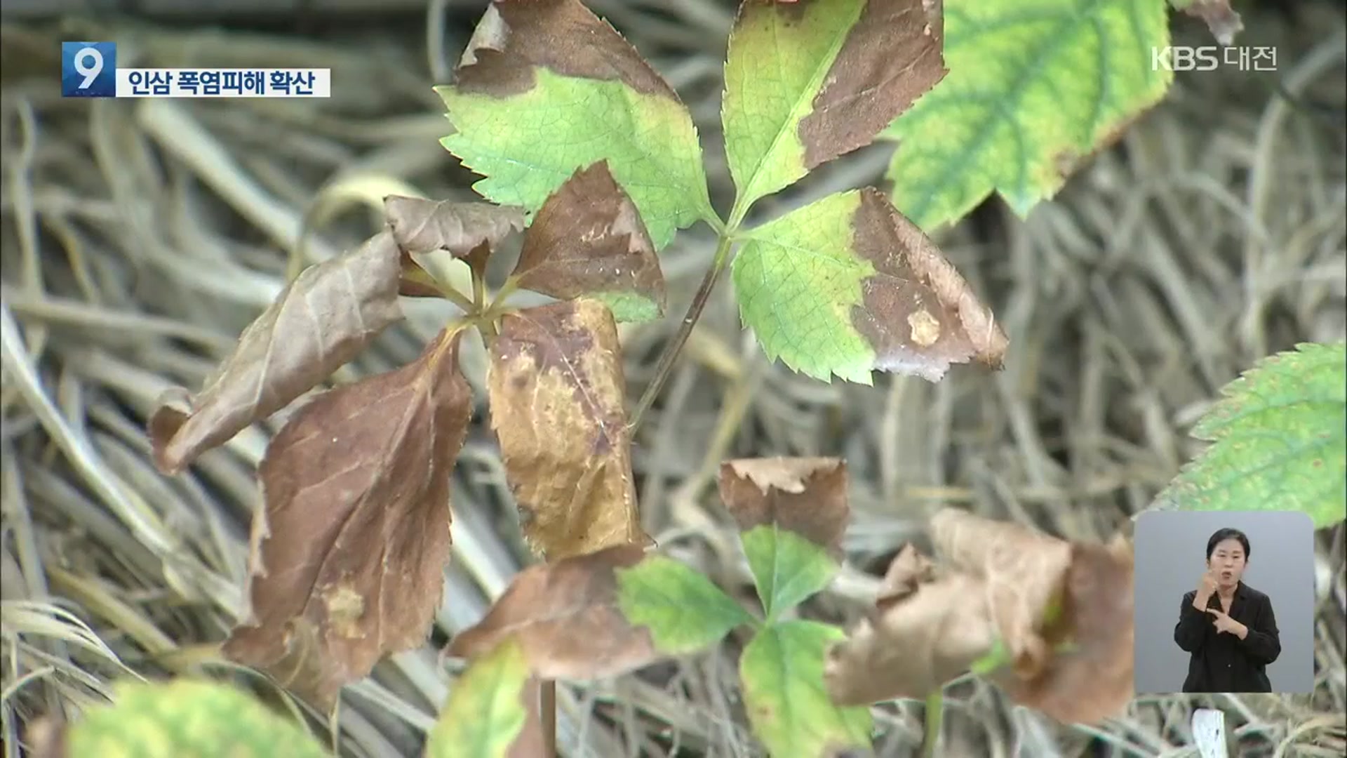 그늘막 아래도 30도…인삼밭 고온 피해 확산