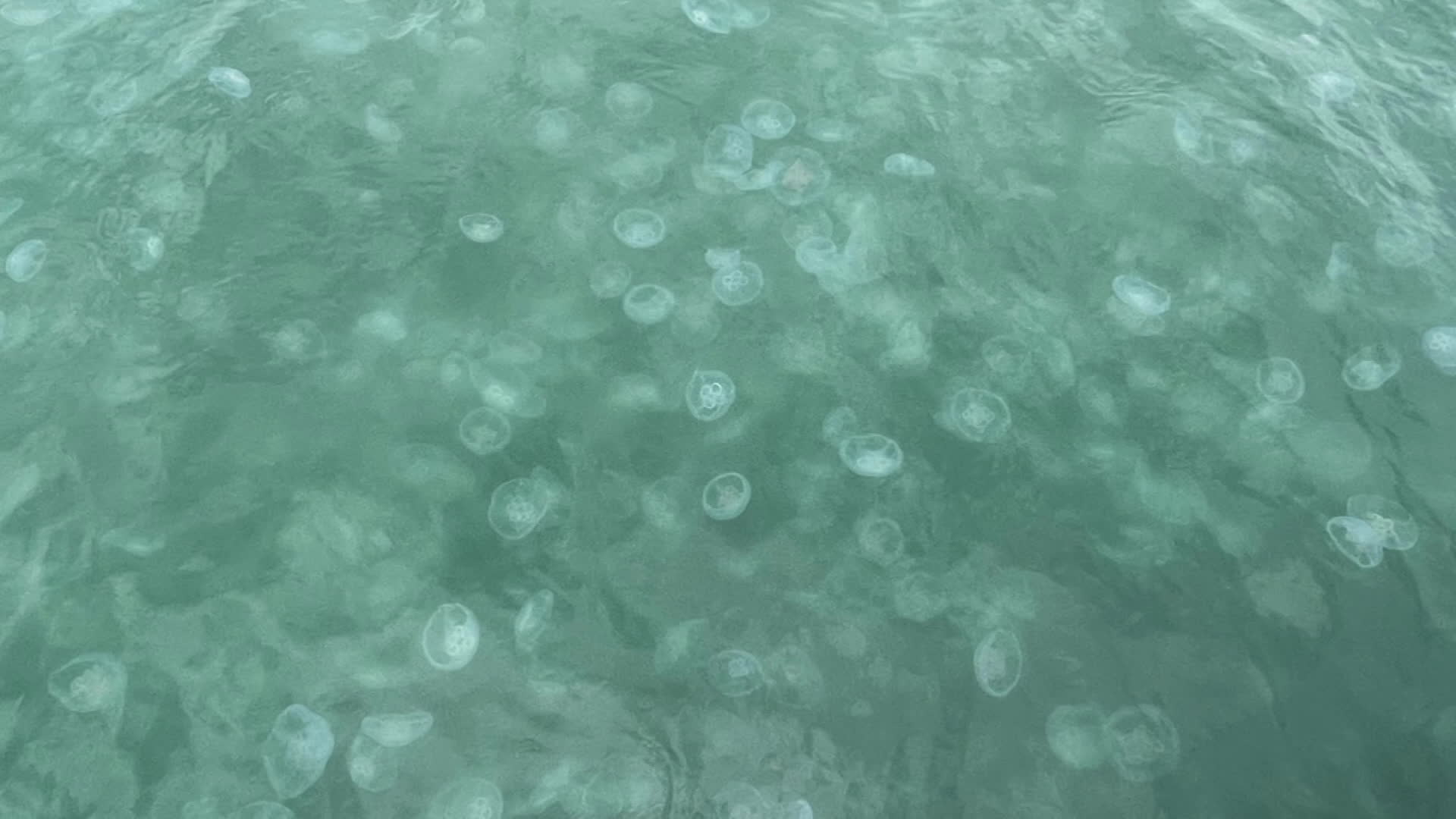 폭염에 고흥 앞바다 해파리 기승…“조업이 안 돼요”