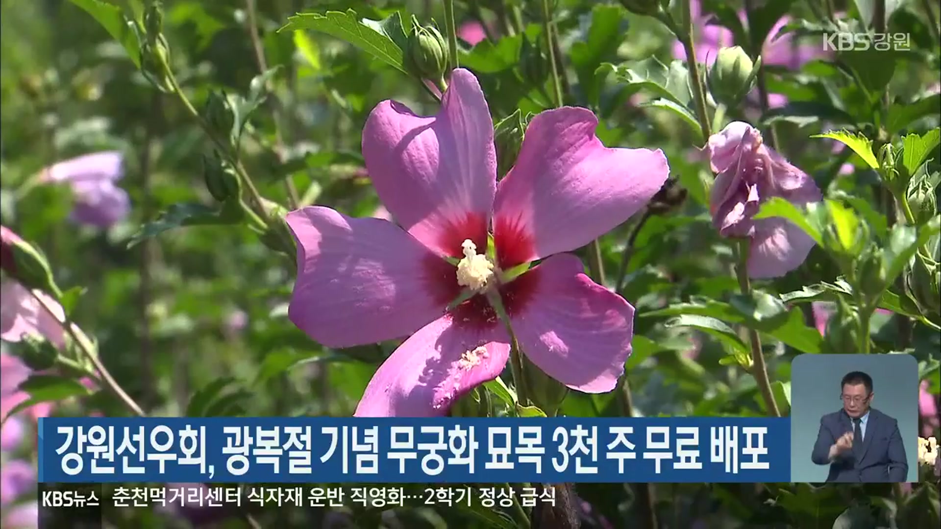 강원선우회, 광복절 기념 무궁화 묘목 3천 주 무료 배포