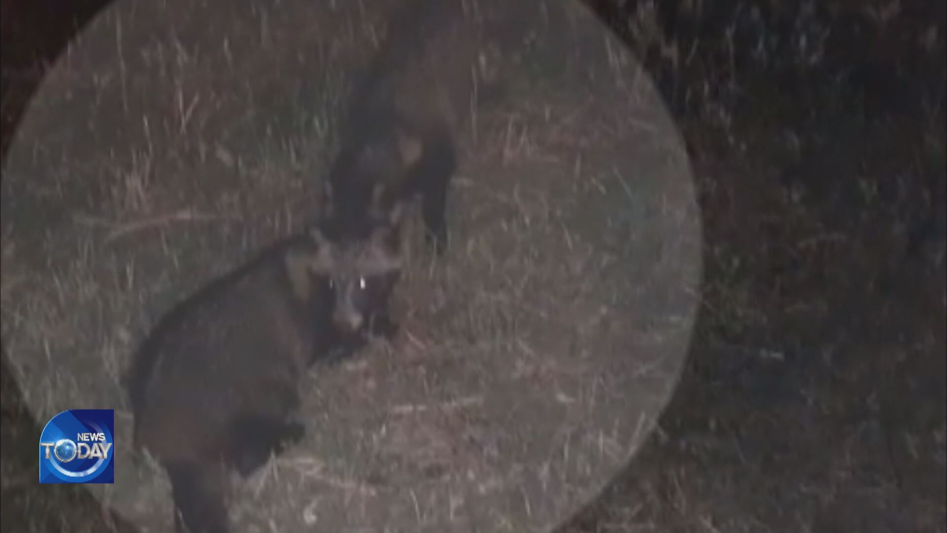 WARNING AGAINST APPROACHING RACCOONS