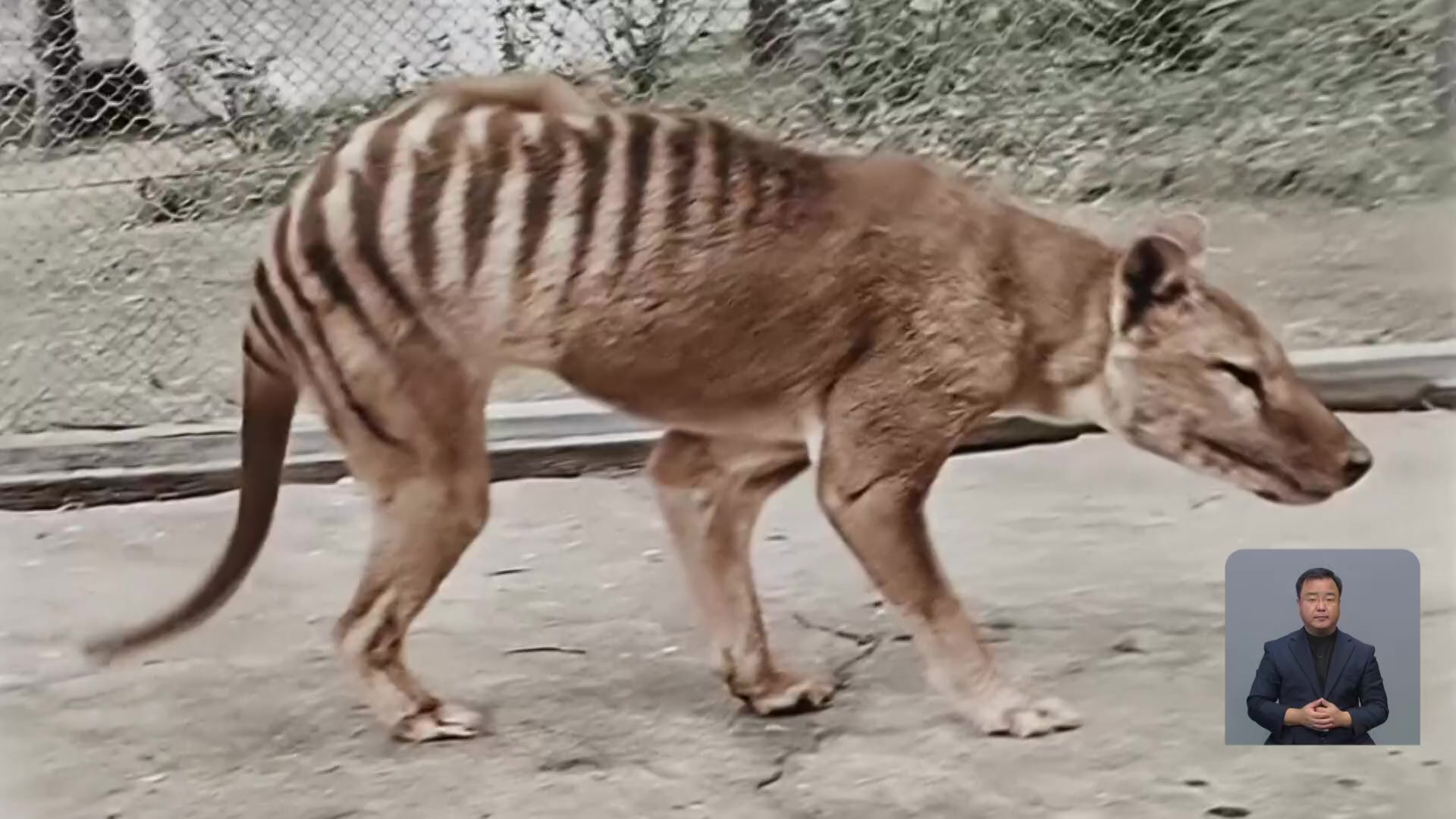 [지구촌 Talk] 멸종 ‘태즈메이니아 호랑이’, 영상으로 재현