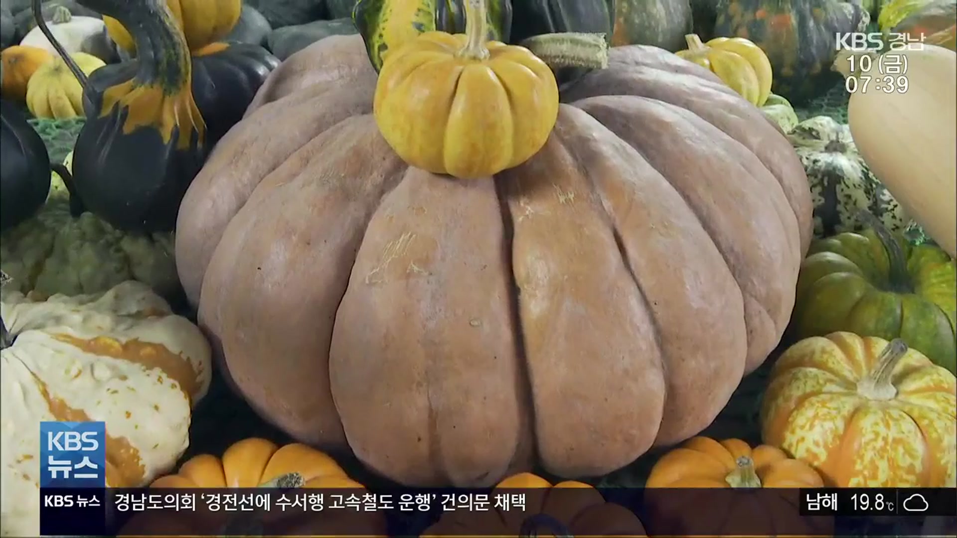 [영상] “호박 마을 만들고 싶어요”…‘314kg 슈퍼 호박’ 달인의 꿈