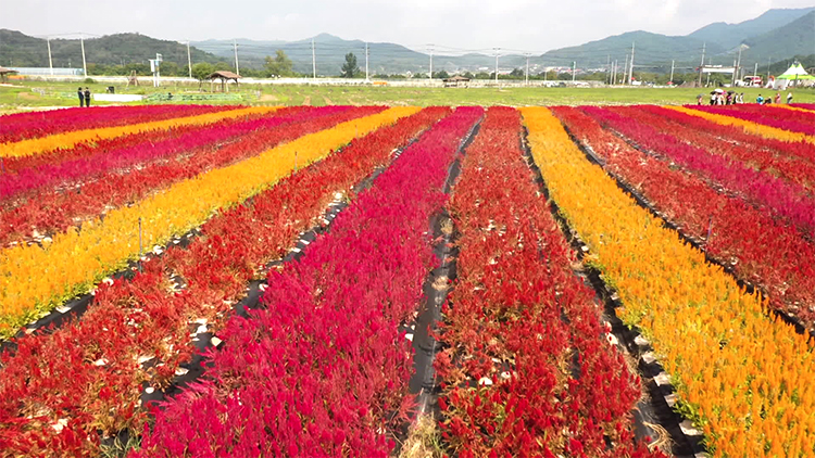 “가을을 느껴보세요”…축구장 33개 넓이가 꽃밭으로 변신