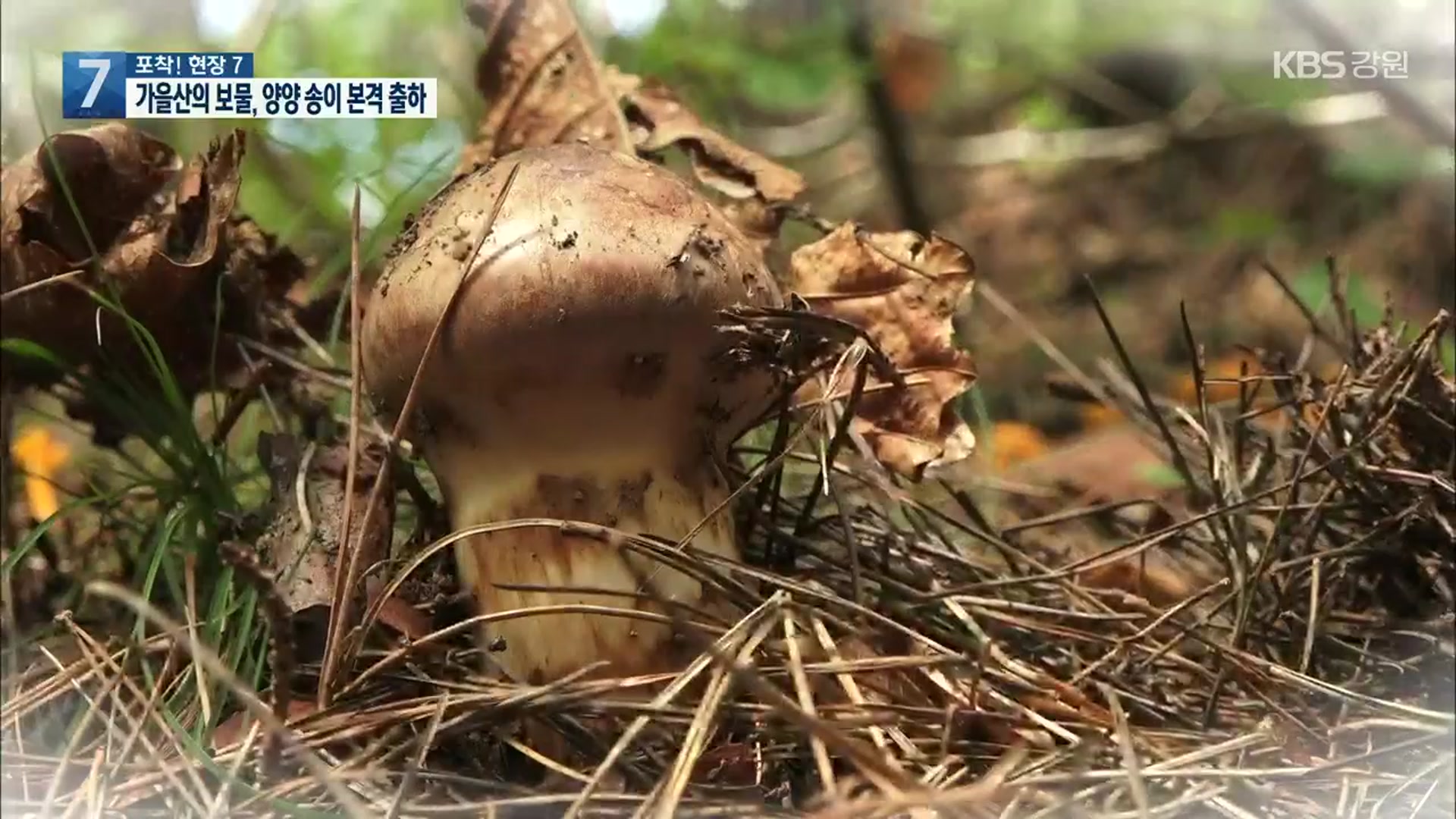 [포착! 현장7] 가을산의 보물, 양양 송이 본격 출하