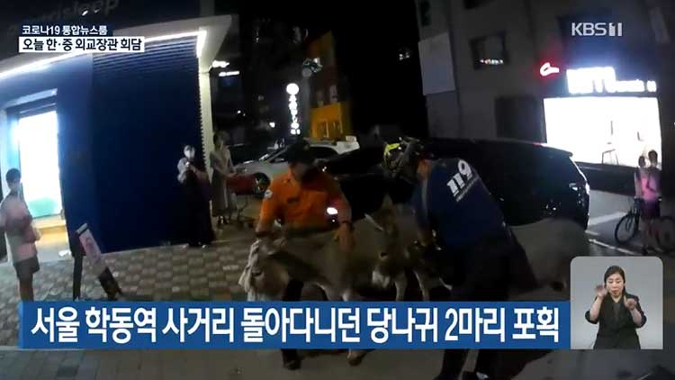 서울 학동역 사거리 돌아다니던 당나귀 2마리 포획