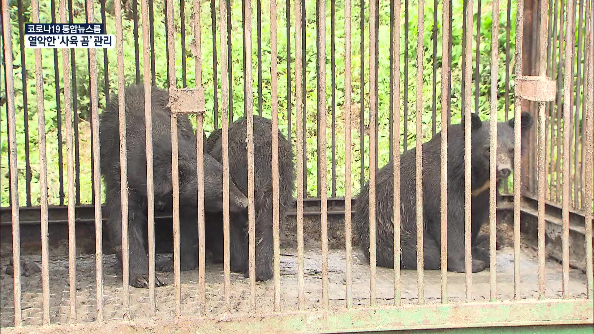 열악한 관리 ‘사육곰’…구조·보호시설 ‘시급’