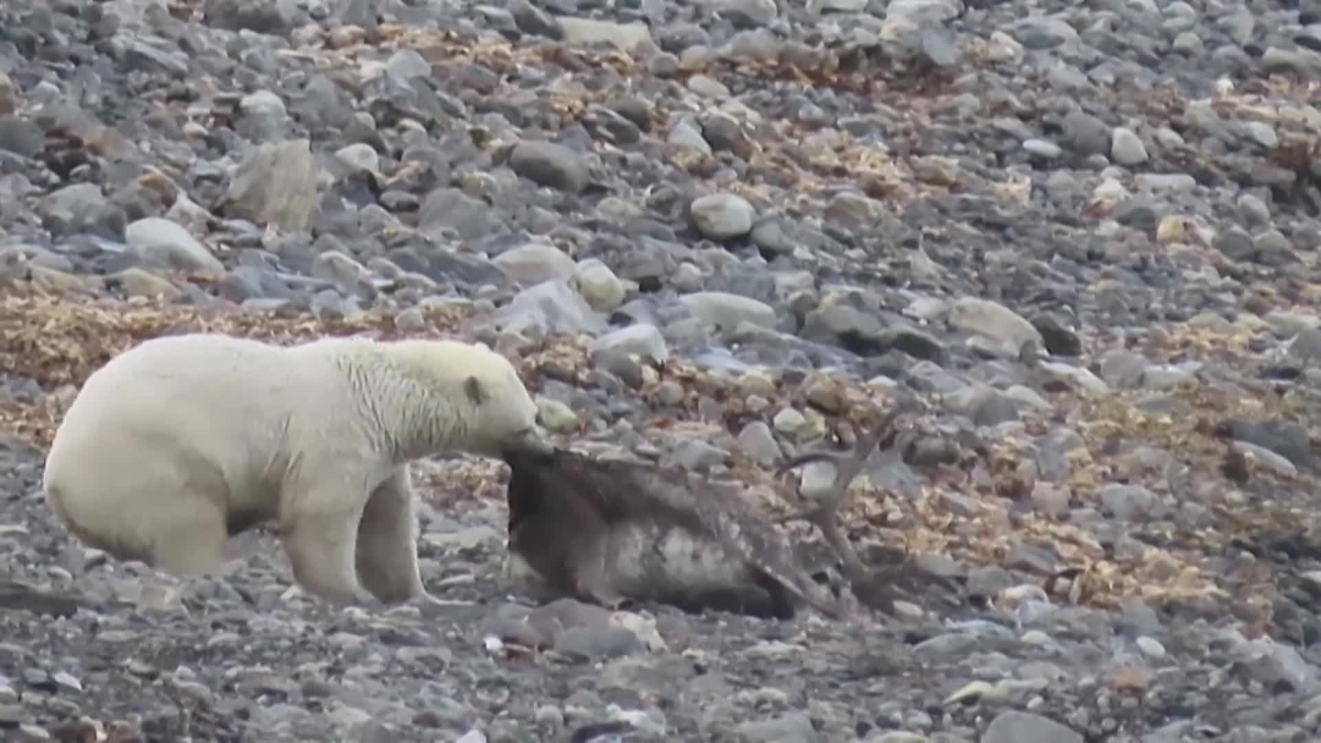 [지구촌] 물범 대신 사슴 사냥하는 북극곰…“지구온난화 때문”