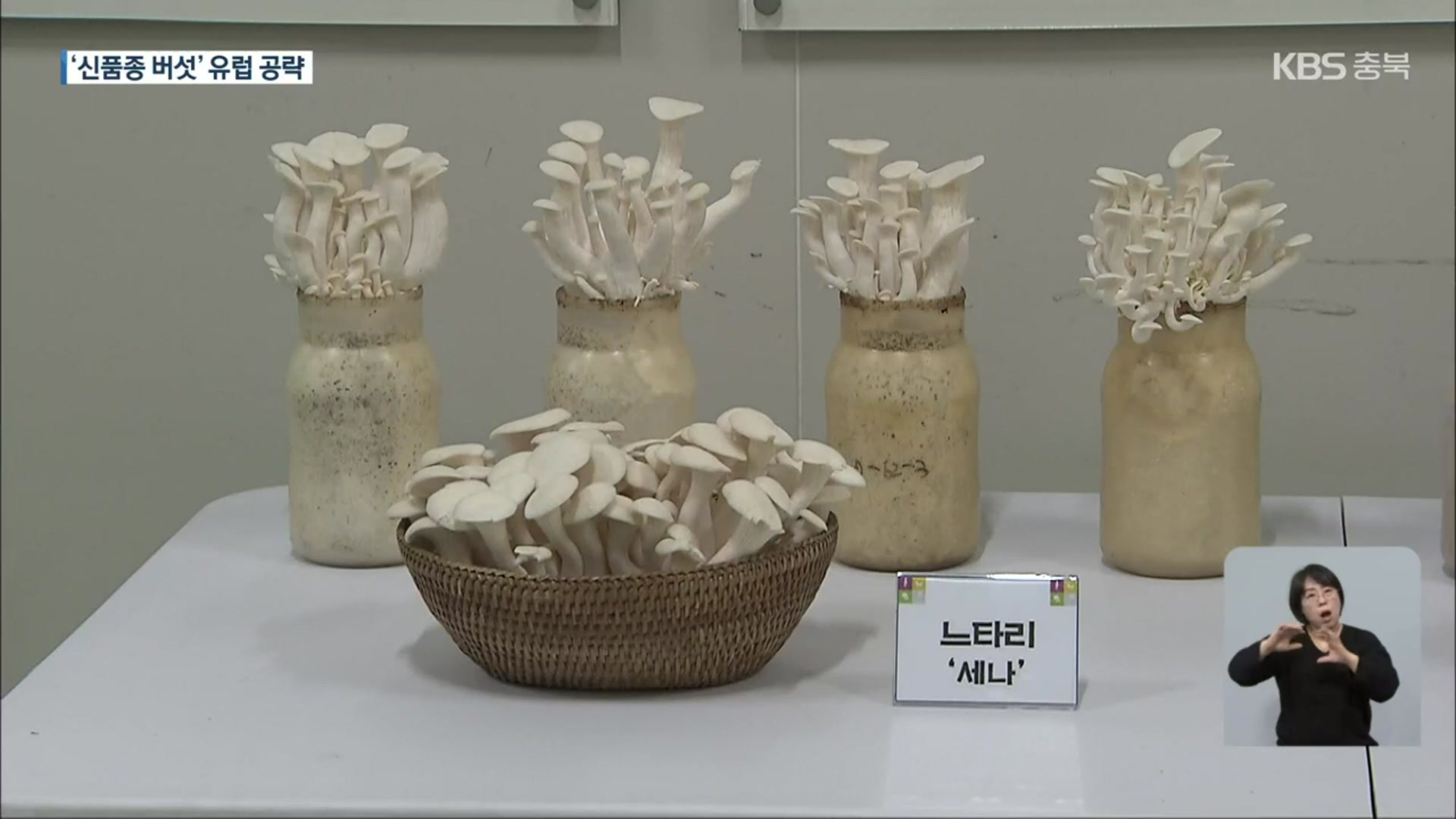 유럽 수출용 ‘토종 버섯’ 개발…“단단하고 오래 저장”