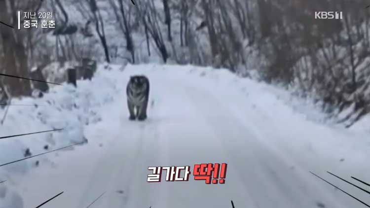 [영상] 길 가다 딱!…2미터 앞에서 본 백두산 호랑이