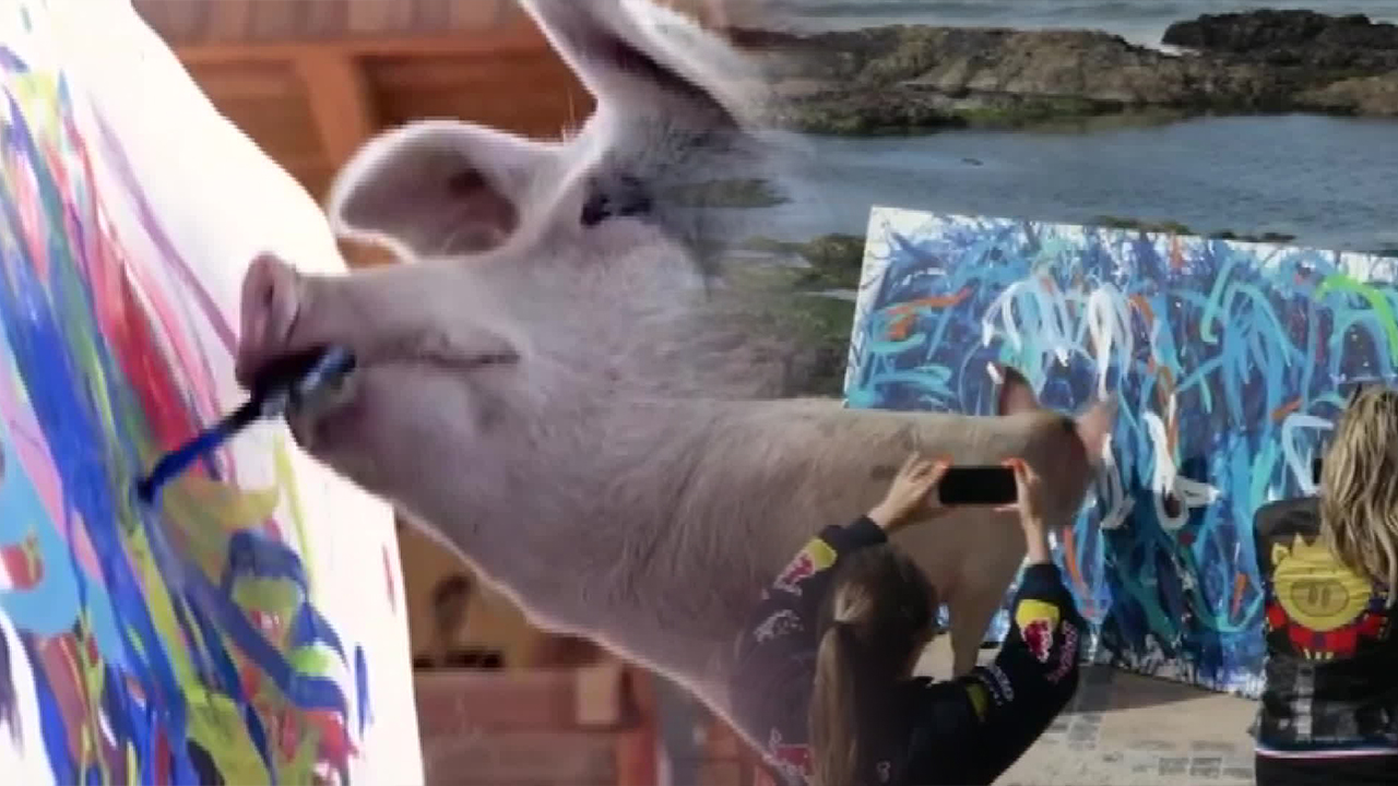 [톡톡 지구촌] 돼지 화가 ‘피그카소’ 그림, 3천만 원에 팔려…“동물 작품 최고가”
