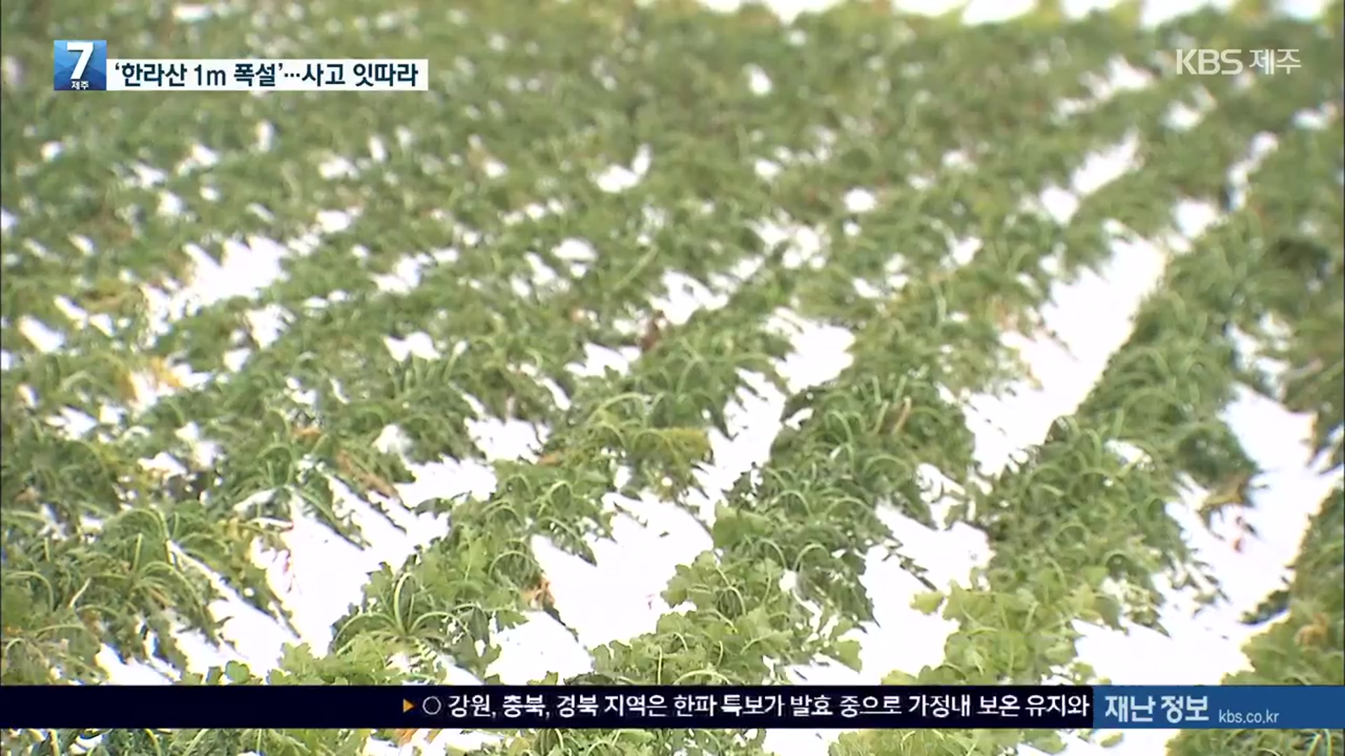 ‘한라산 1m 폭설’ 곳곳 사고 잇따라…‘월동 무’ 피해도 우려