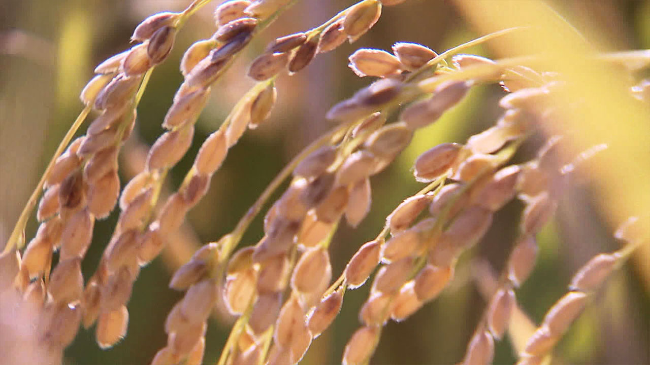두 달 만에 10% 떨어진 쌀값…20만 톤 긴급 매입