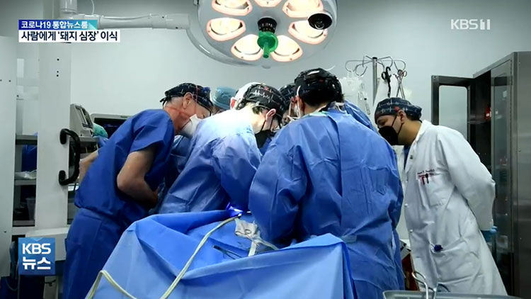 사람 몸에 ‘돼지 심장’ 이식…미국서 첫 이식 수술