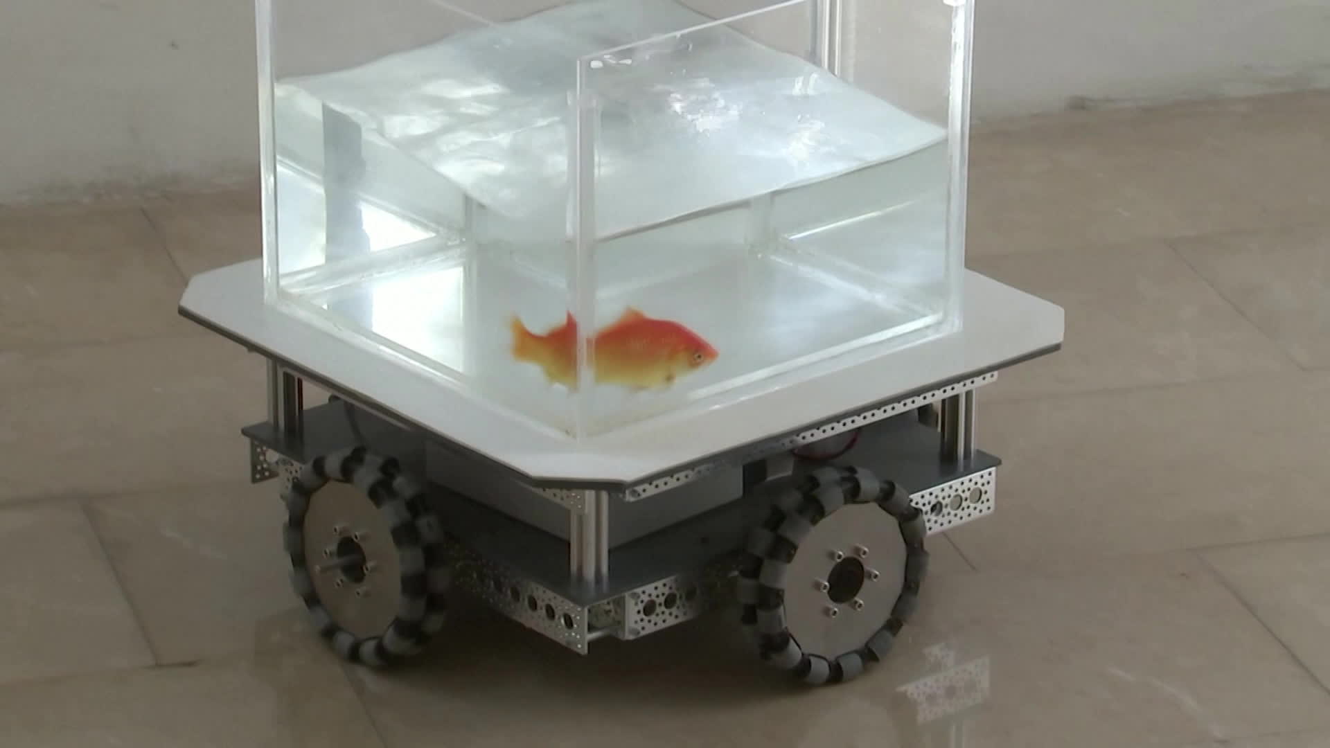 [톡톡 지구촌] 금붕어가 로봇 자동차 운전을?…“물고기의 인지 능력 입증”