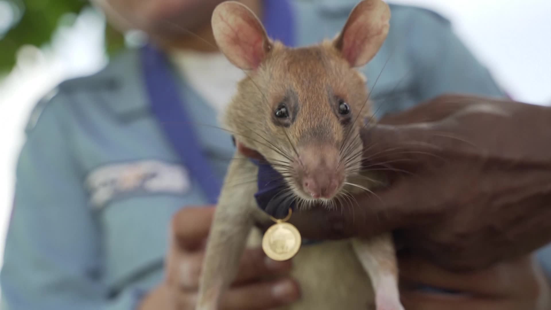 [톡톡 지구촌] 지뢰 탐지로 수많은 생명 살린 ‘영웅 쥐’ 세상 떠나