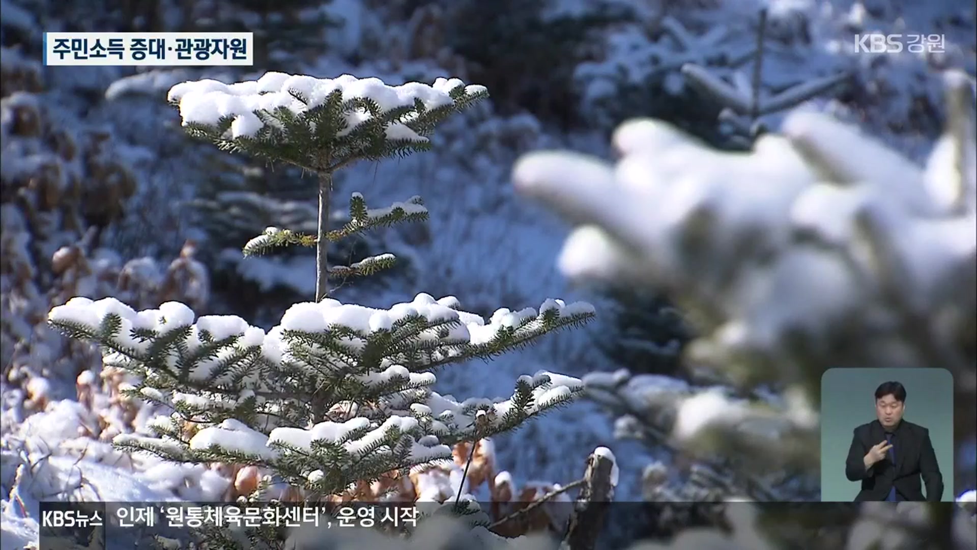 인제에 멸종위기종 ‘구상나무’ 숲 만들어…1석 2조 효과
