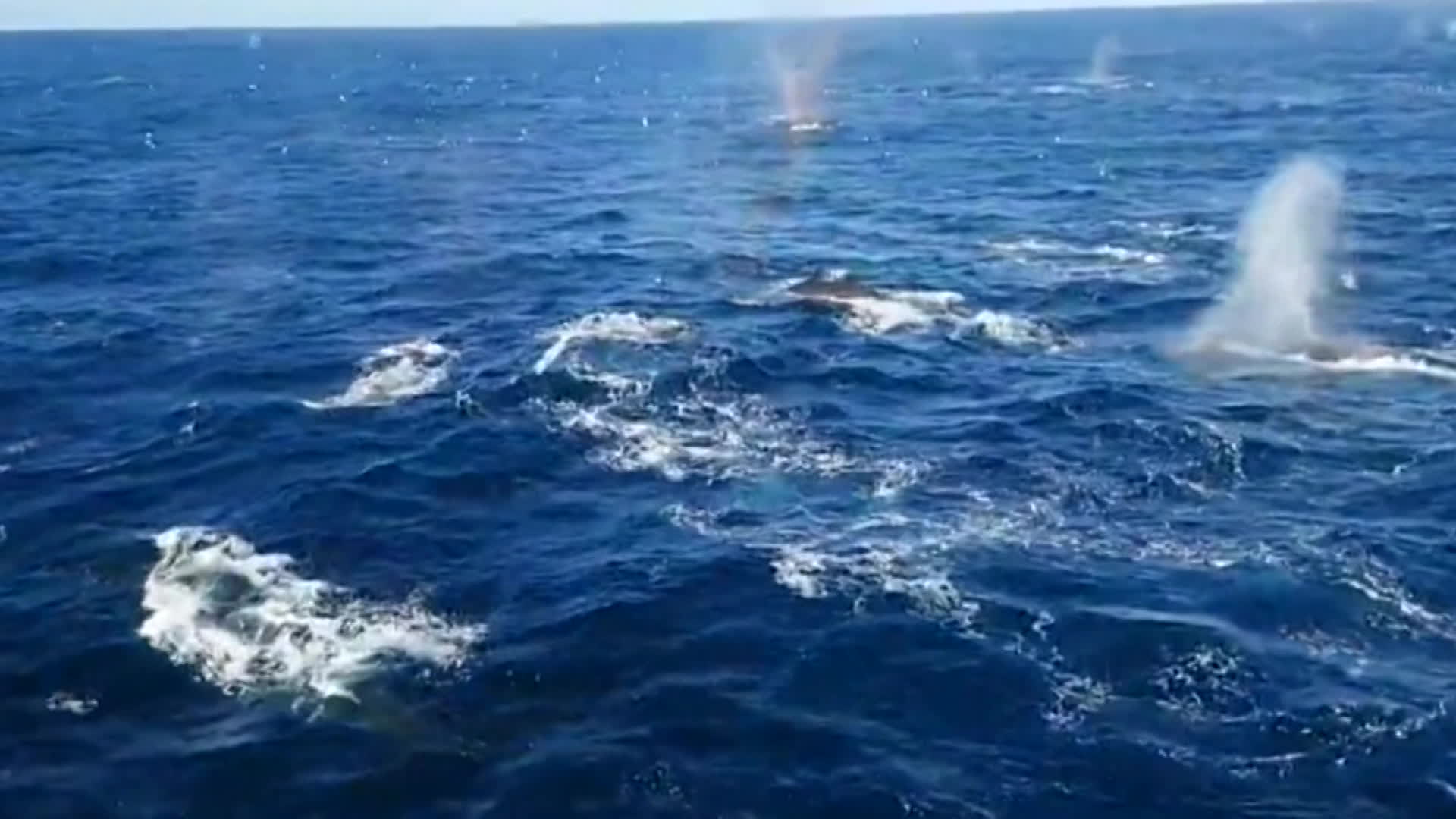 [지구촌 Talk] 남극해에서 고래 천 마리 한꺼번에 발견