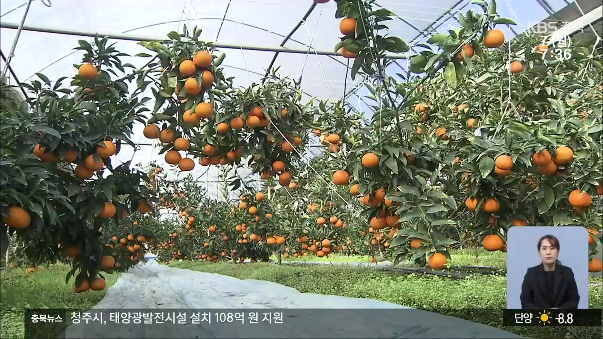 영동서 ‘천혜향’ 출하…아열대 작물 재배 확대