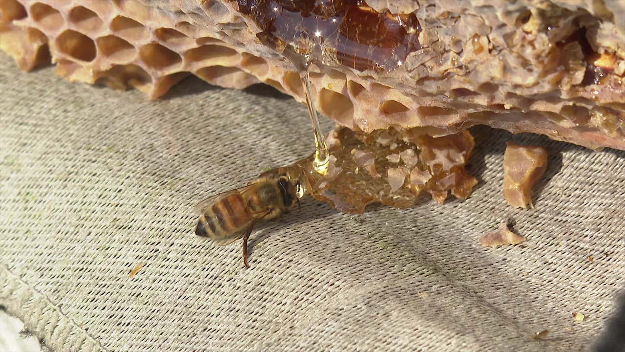 ‘꿀벌 집단 실종’…채소·과일 농가 2차 피해 우려