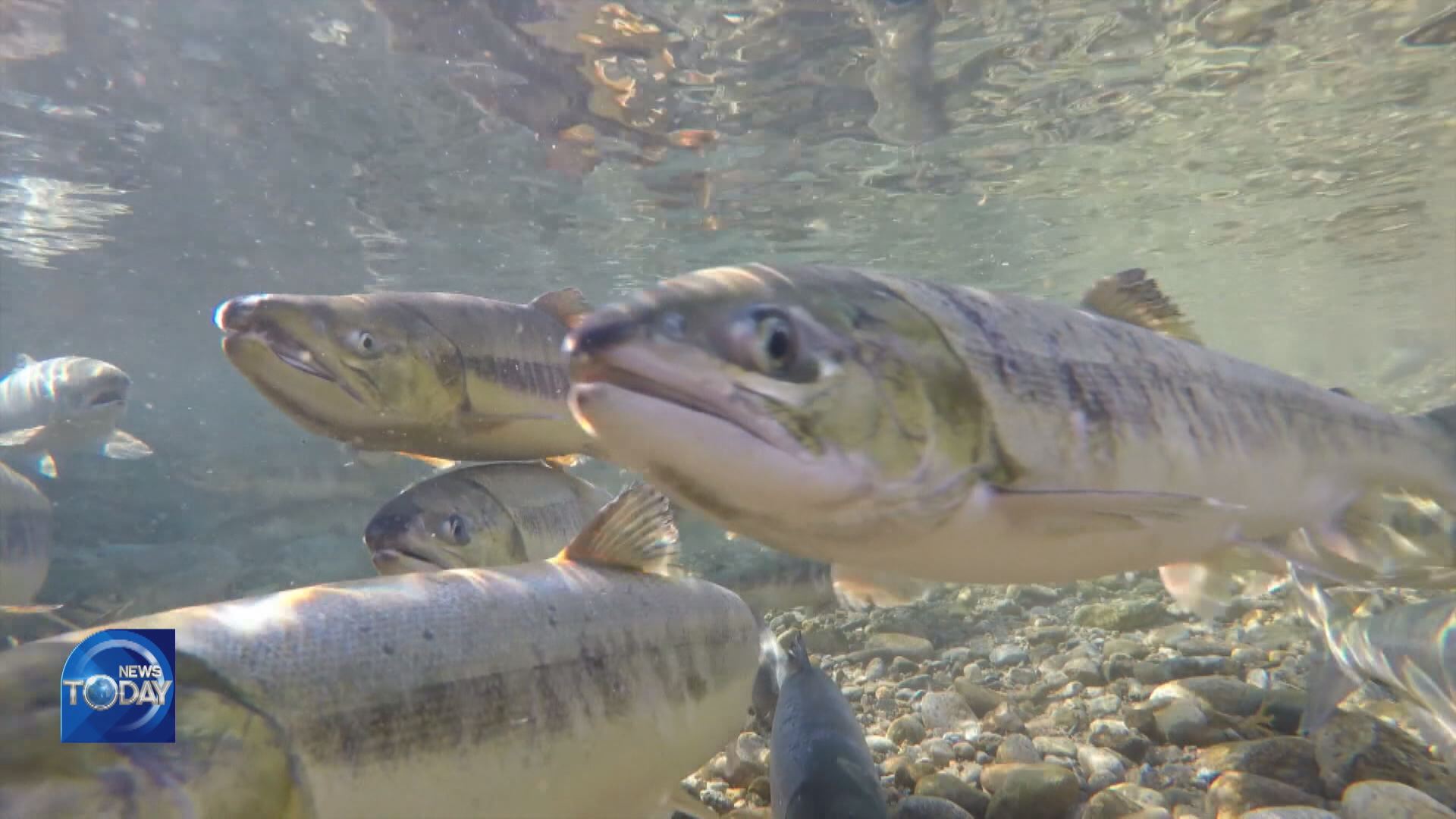 SENDING BACK SALMON TO THE SOUTH SEA