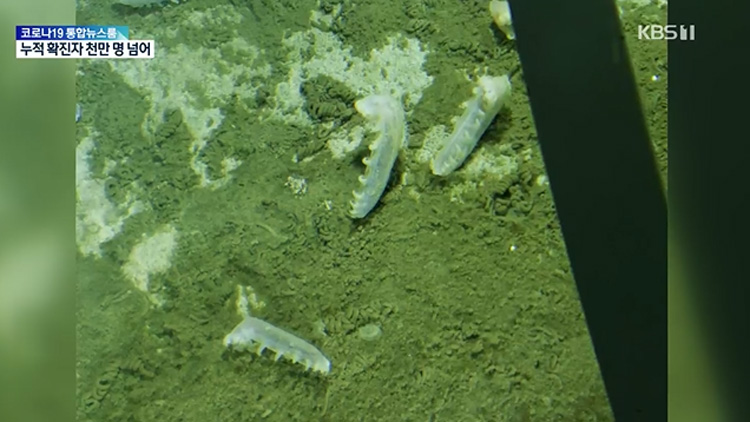 [톡톡 지구촌] 수심 8000m 해구 바닥 도달한 연구진…신종 심해 생명체 발견