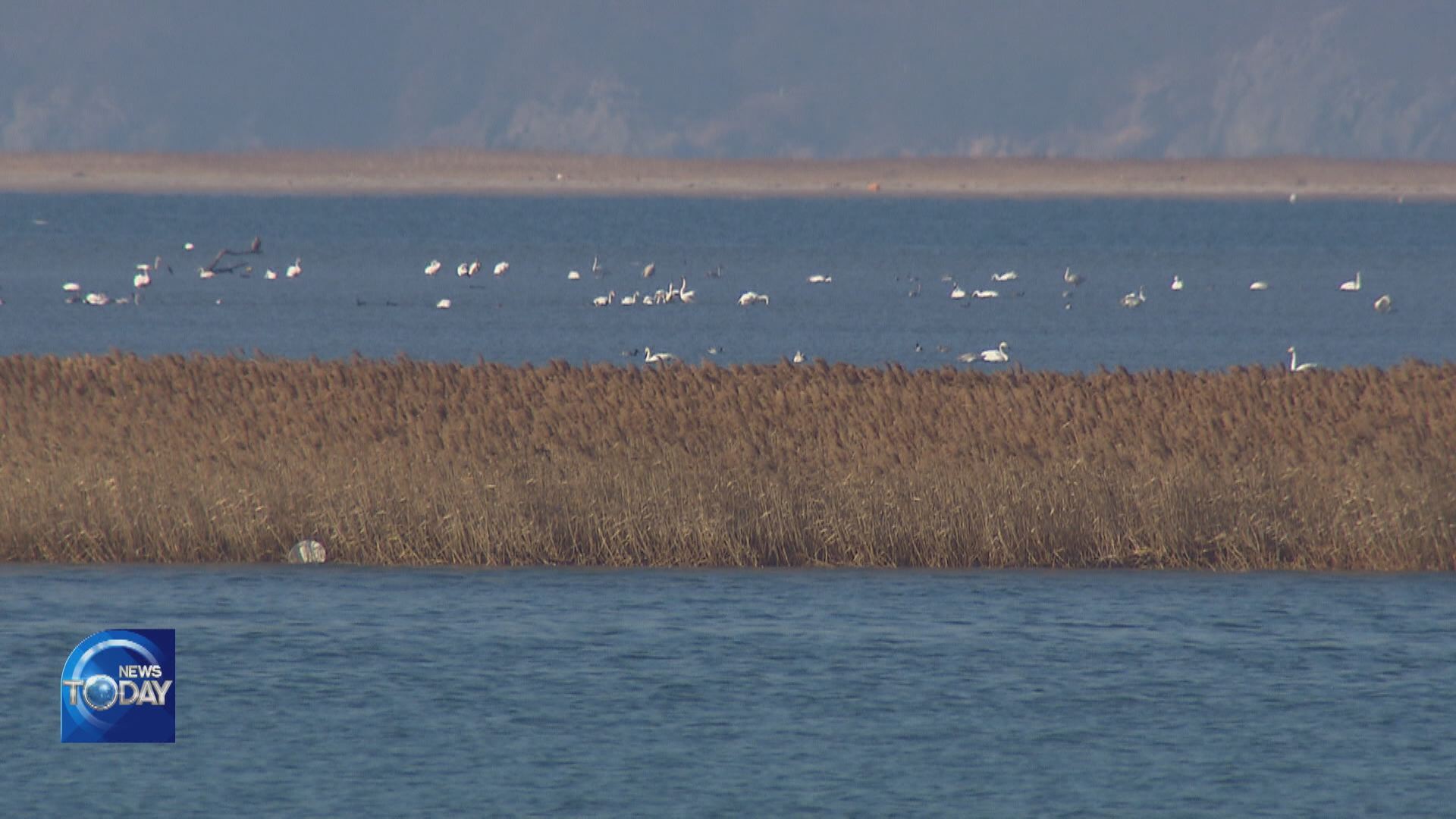 WHOOPER SWANS DECREASE IN ESTUARY