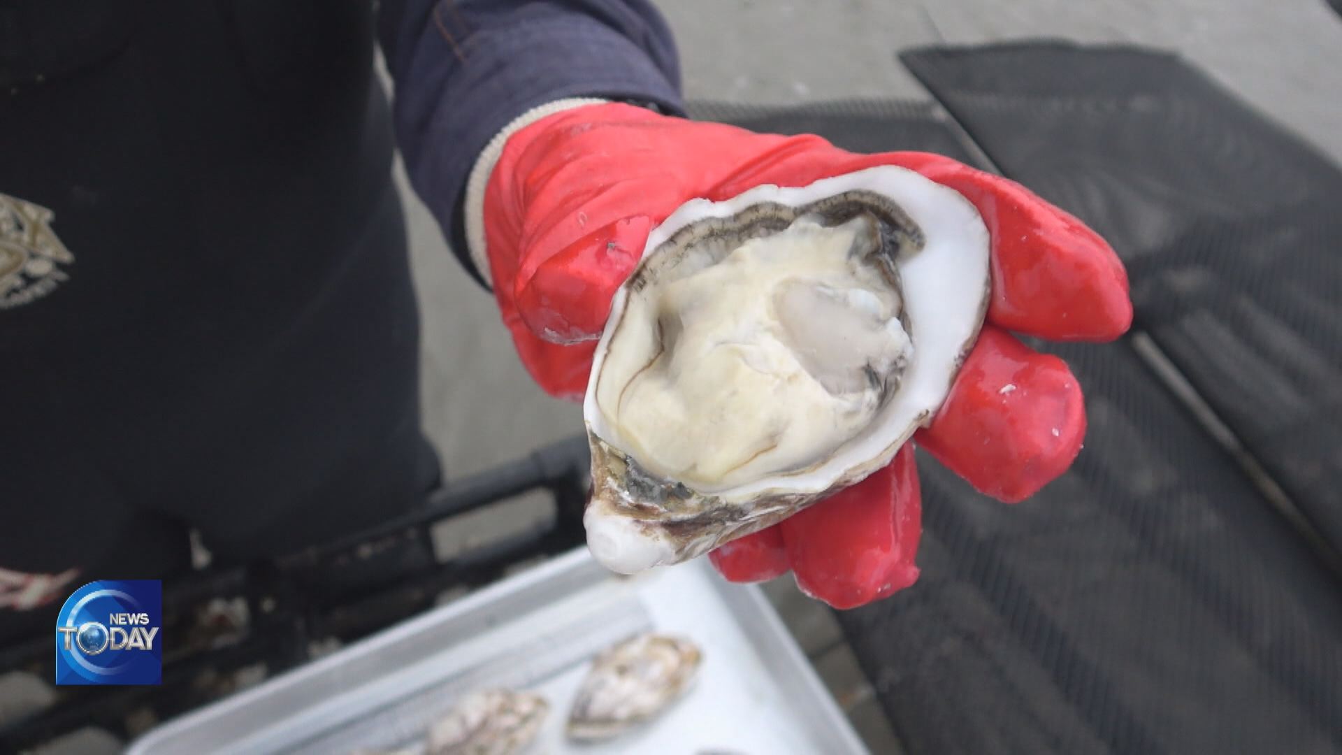 RAISING OYSTERS WHILE EXPOSED TO SUN