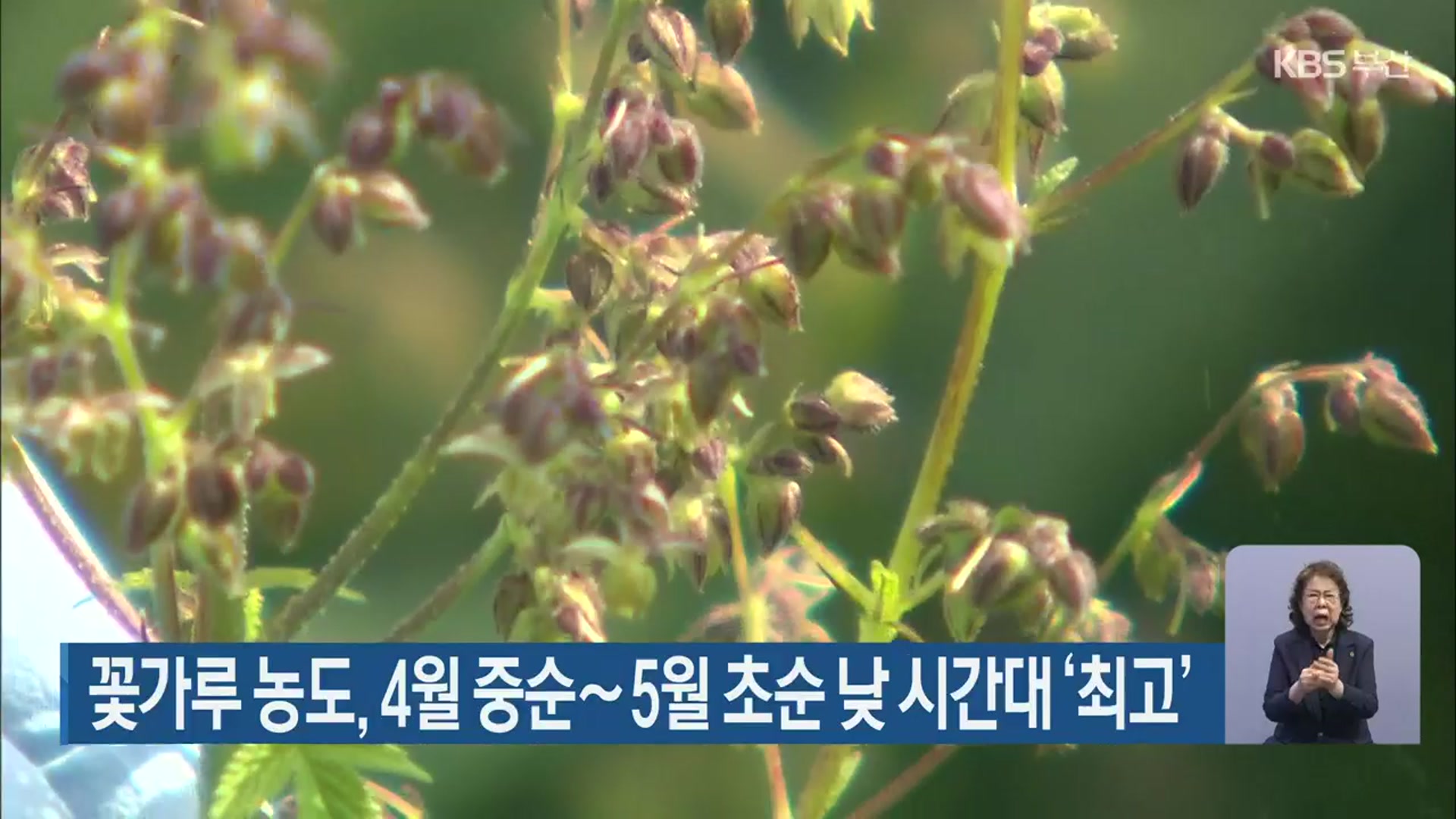 꽃가루 농도, 4월 중순∼5월 초순 낮 시간대 ‘최고’