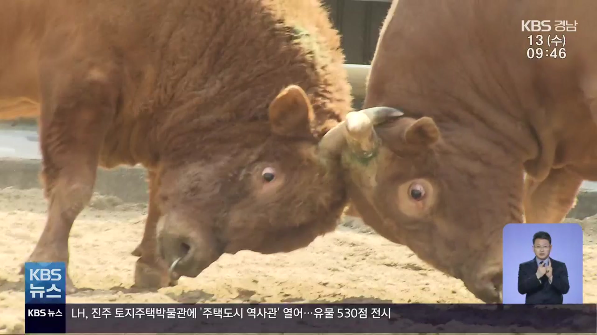 진주 소싸움, 동물 학대에 도박 논란까지