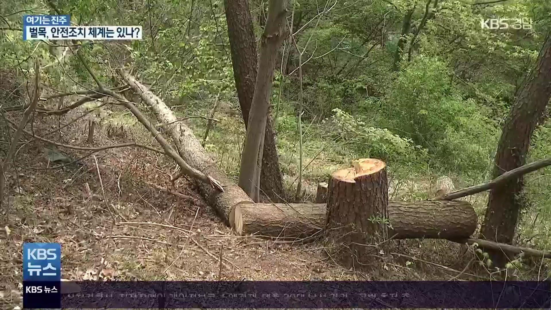 [여기는 진주] 잇따르는 벌목 사고…기간제·고령 ‘위험’