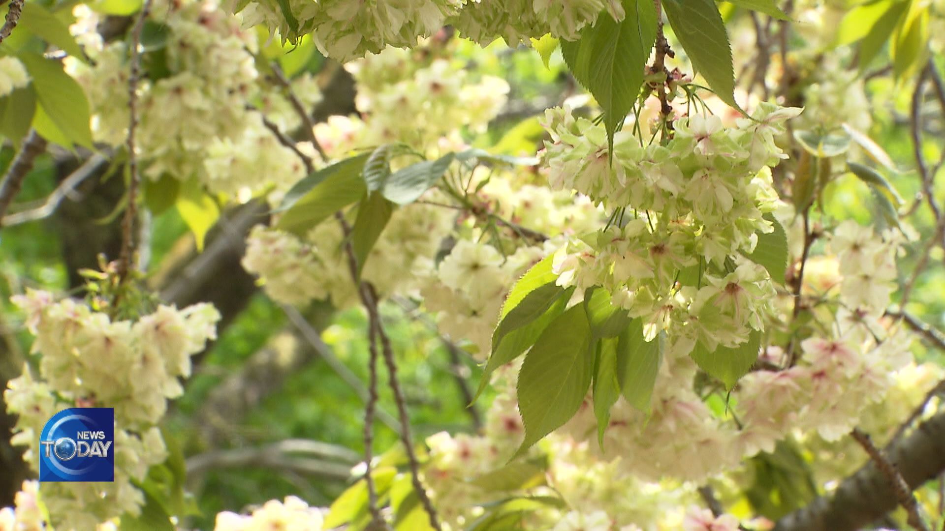 GREEN CHERRY BLOSSOMS BLOOM AT TEMPLE