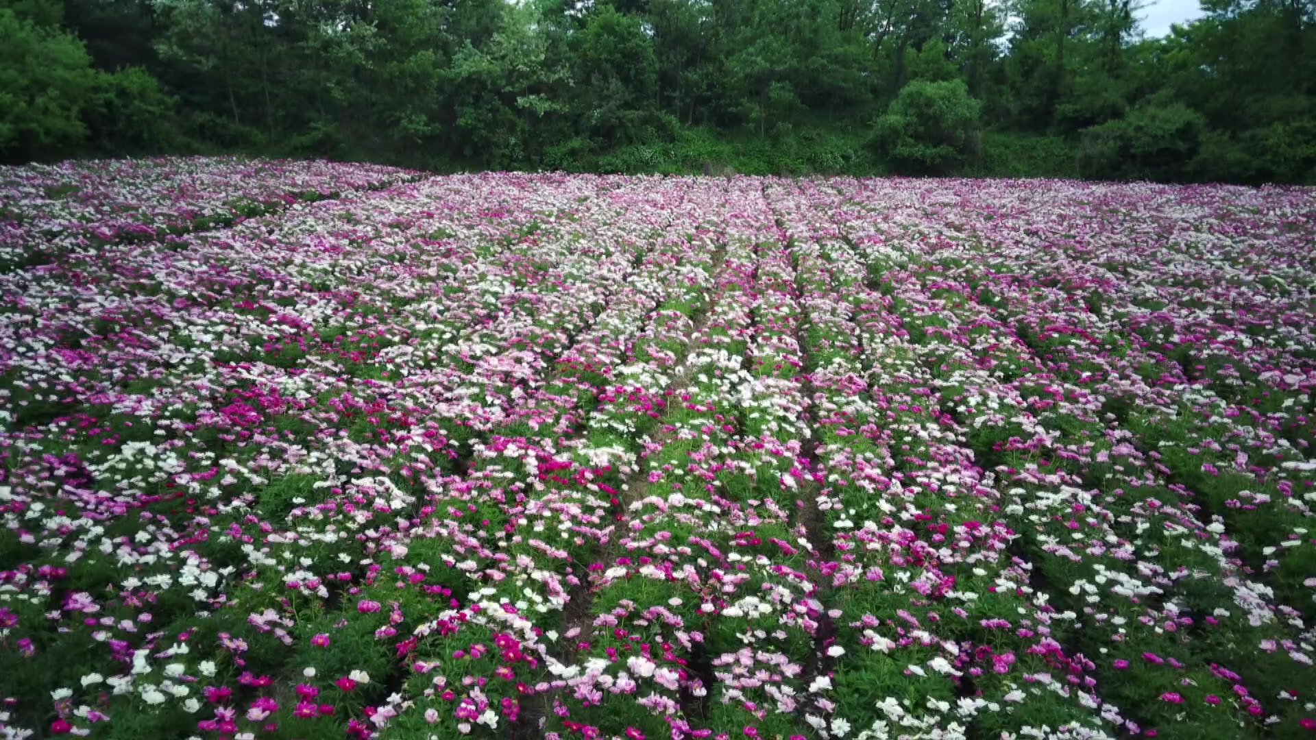 제천에 대규모 작약꽃밭…새로운 관광명소 관심