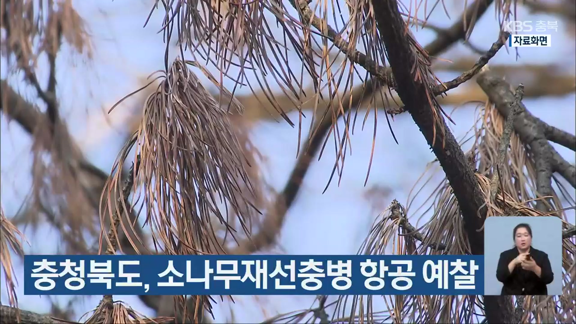 충청북도, 소나무재선충병 항공 예찰