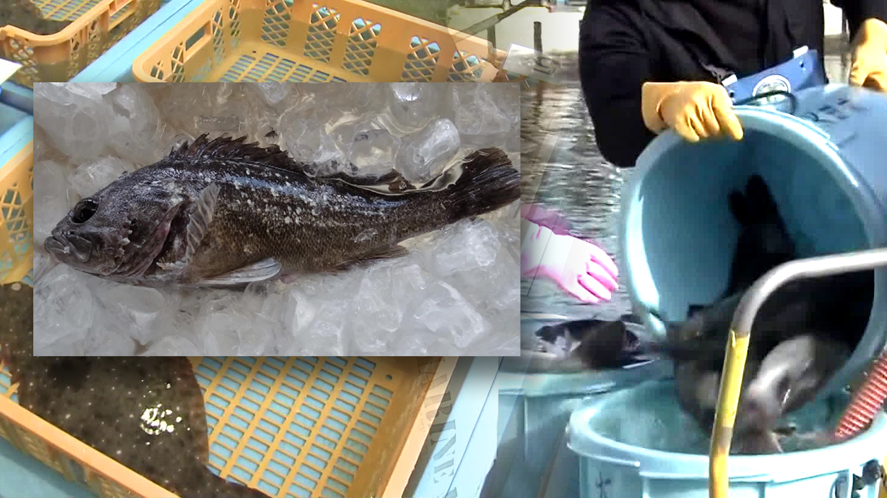 후쿠시마 원전 항만에 세슘 물고기…“원전 오염수 관리 불능”