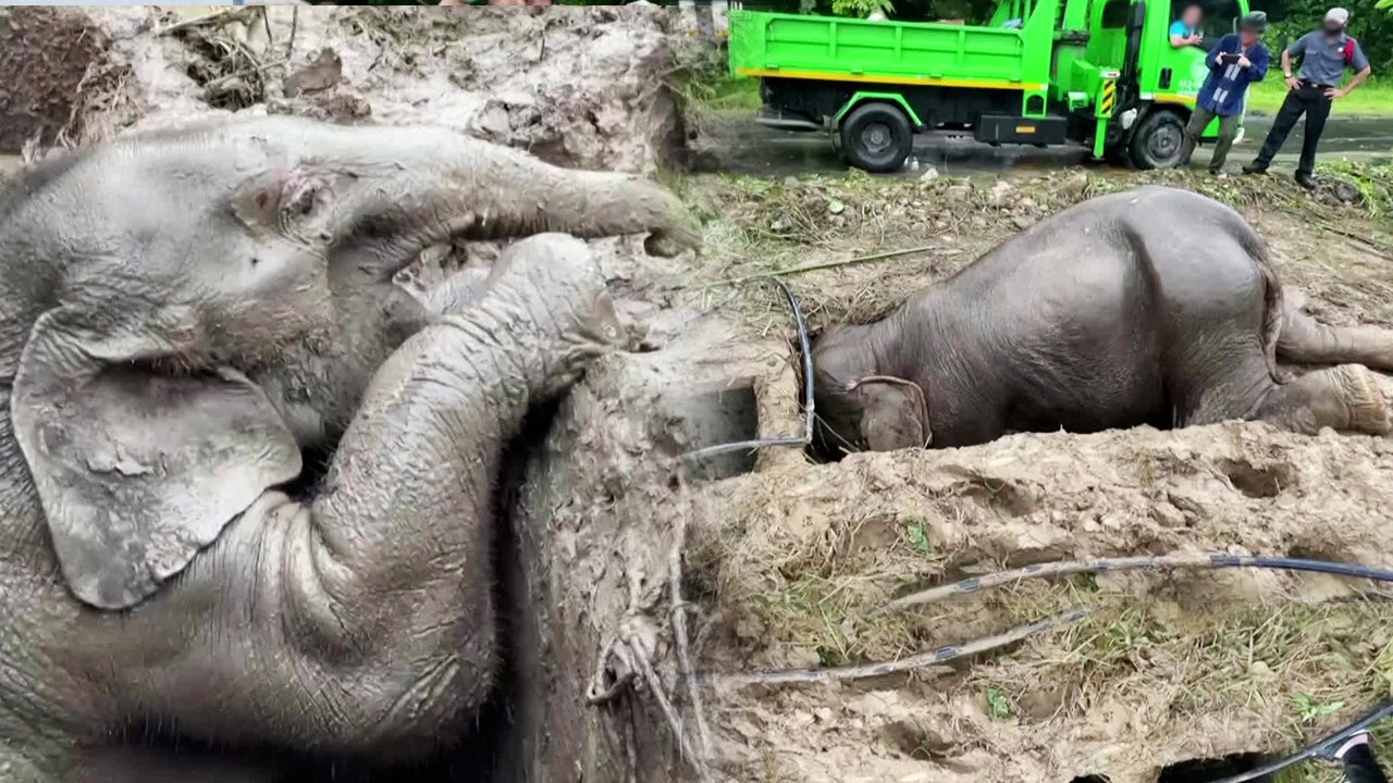 [지구촌 더뉴스] 태국 카오야이 국립공원, 2m 아래 구덩이에 빠진 코끼리 모자…구조 대작전