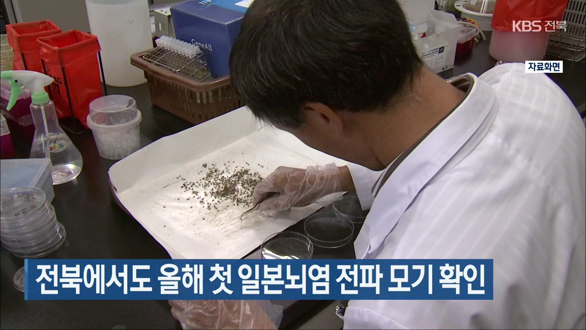 전북에서도 올해 첫 일본뇌염 전파 모기 확인