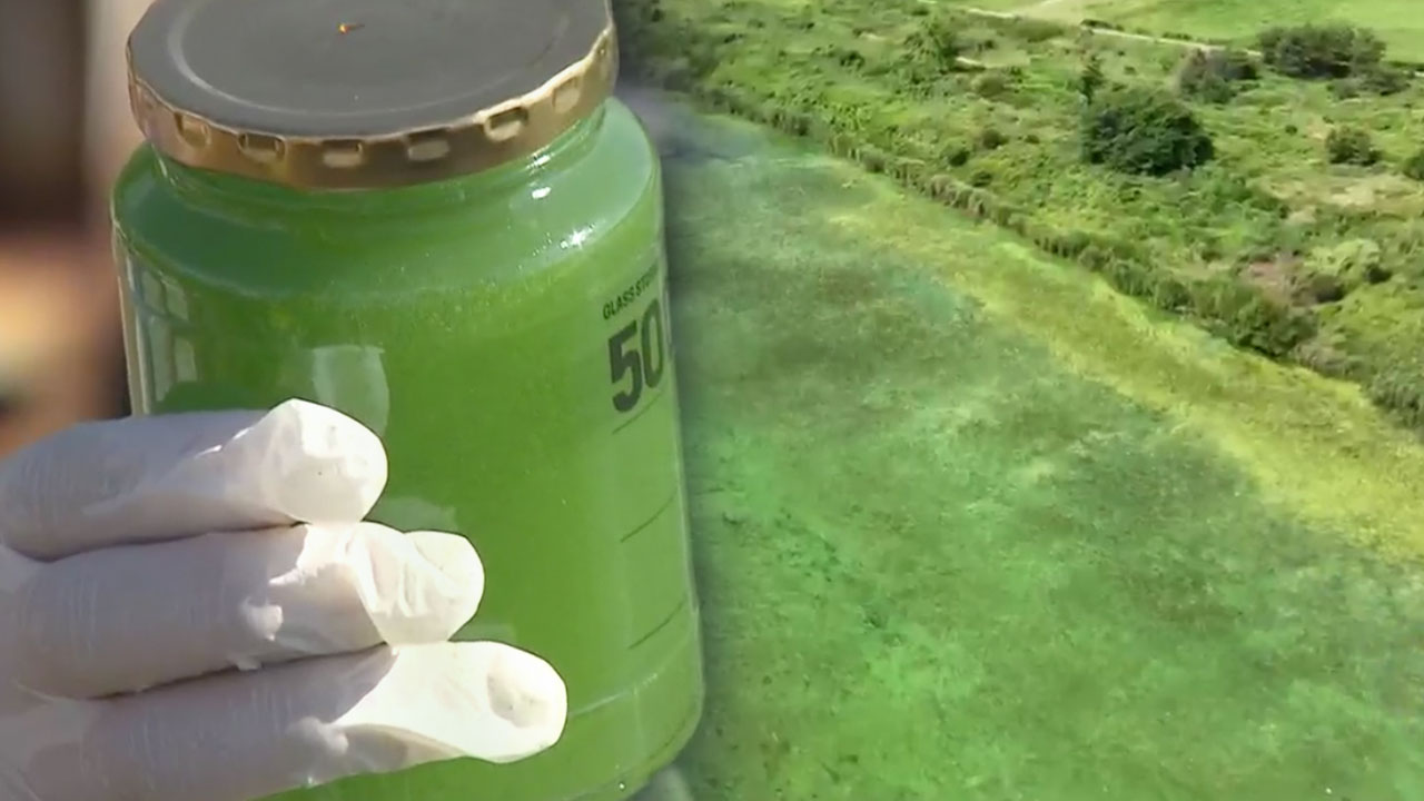 전례 없는 낙동강 녹조…독성 물질 ‘3배’ 검출