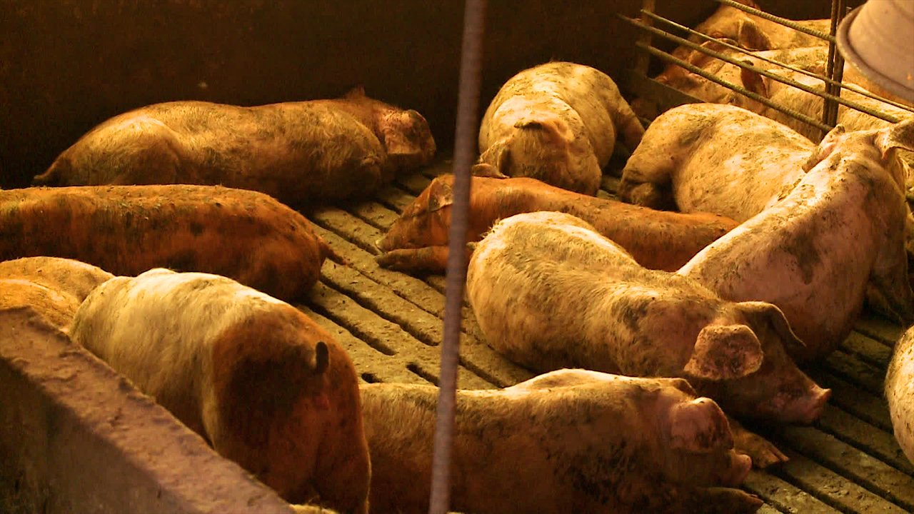 강원도 농장 돼지열병 재발…확산 차단 비상