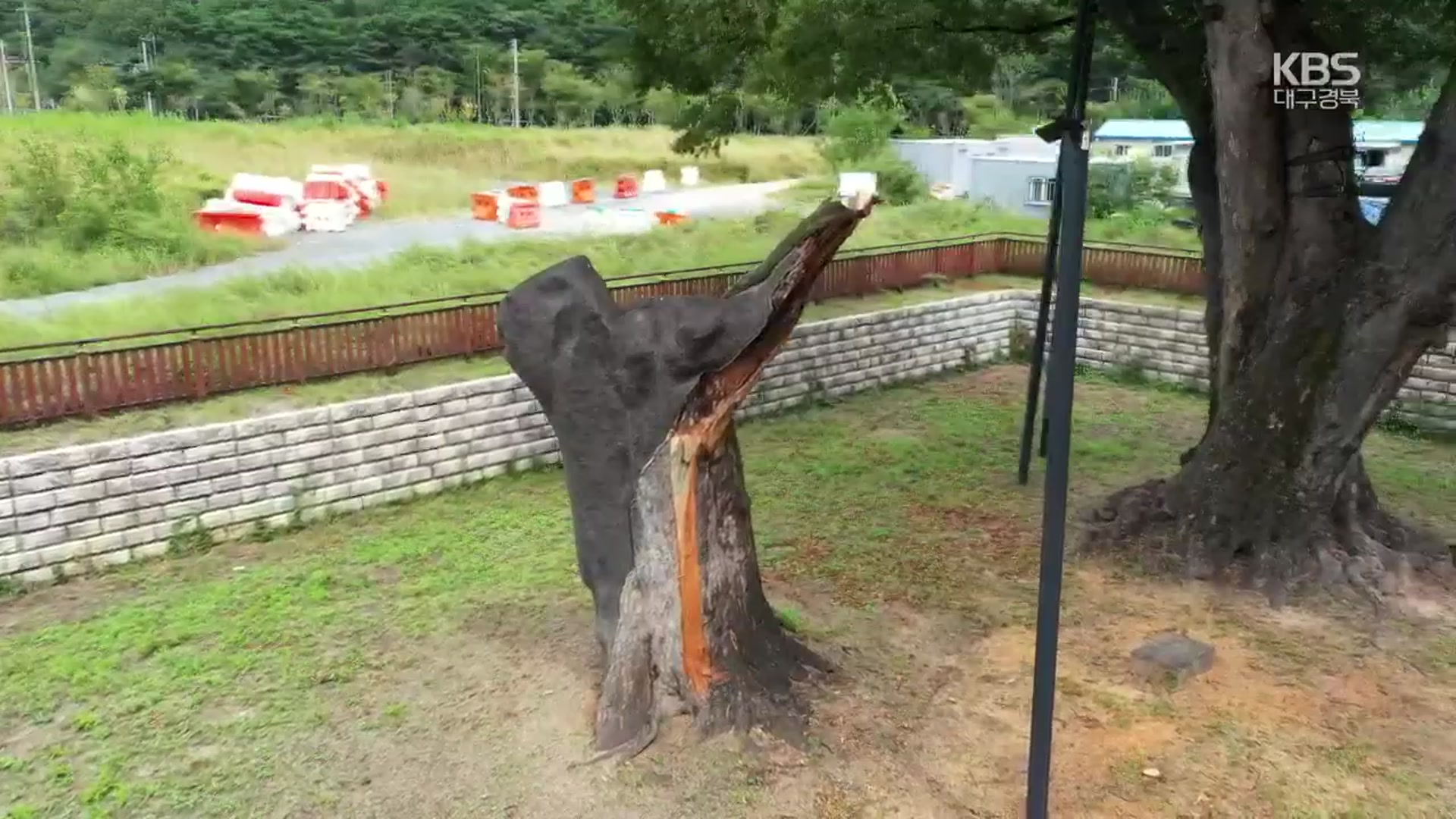 태풍에 부러진 수백 년 보호수…관리대책 시급