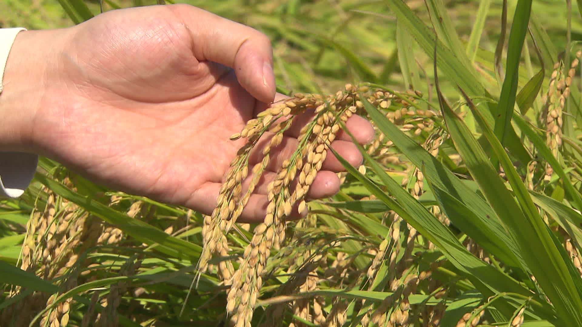 수확기 쌀 45만 톤 매입 “사상 최대”…양곡관리법 상정 두곤 날선 ‘공방’