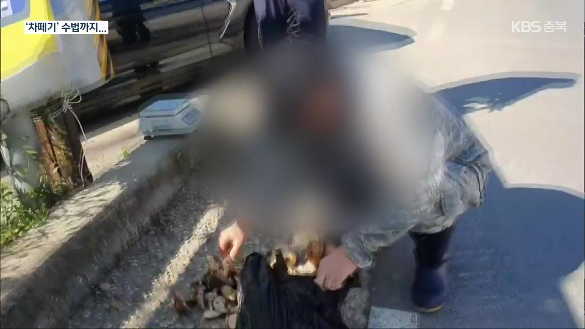 [이곳은 충주] 가을철 임산물 절도 기승…‘차떼기’ 수법으로 진화