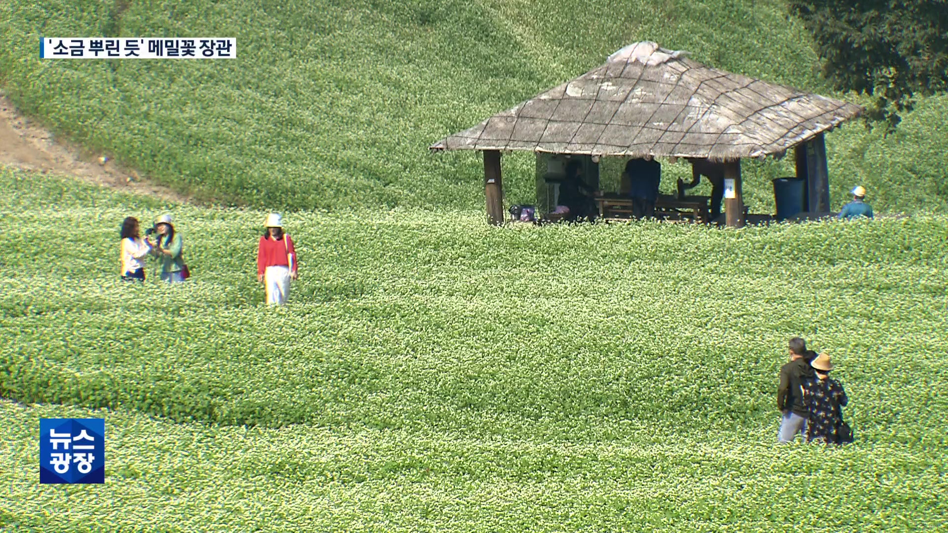 ‘소금을 뿌려 놓은 듯’…메밀꽃 만개