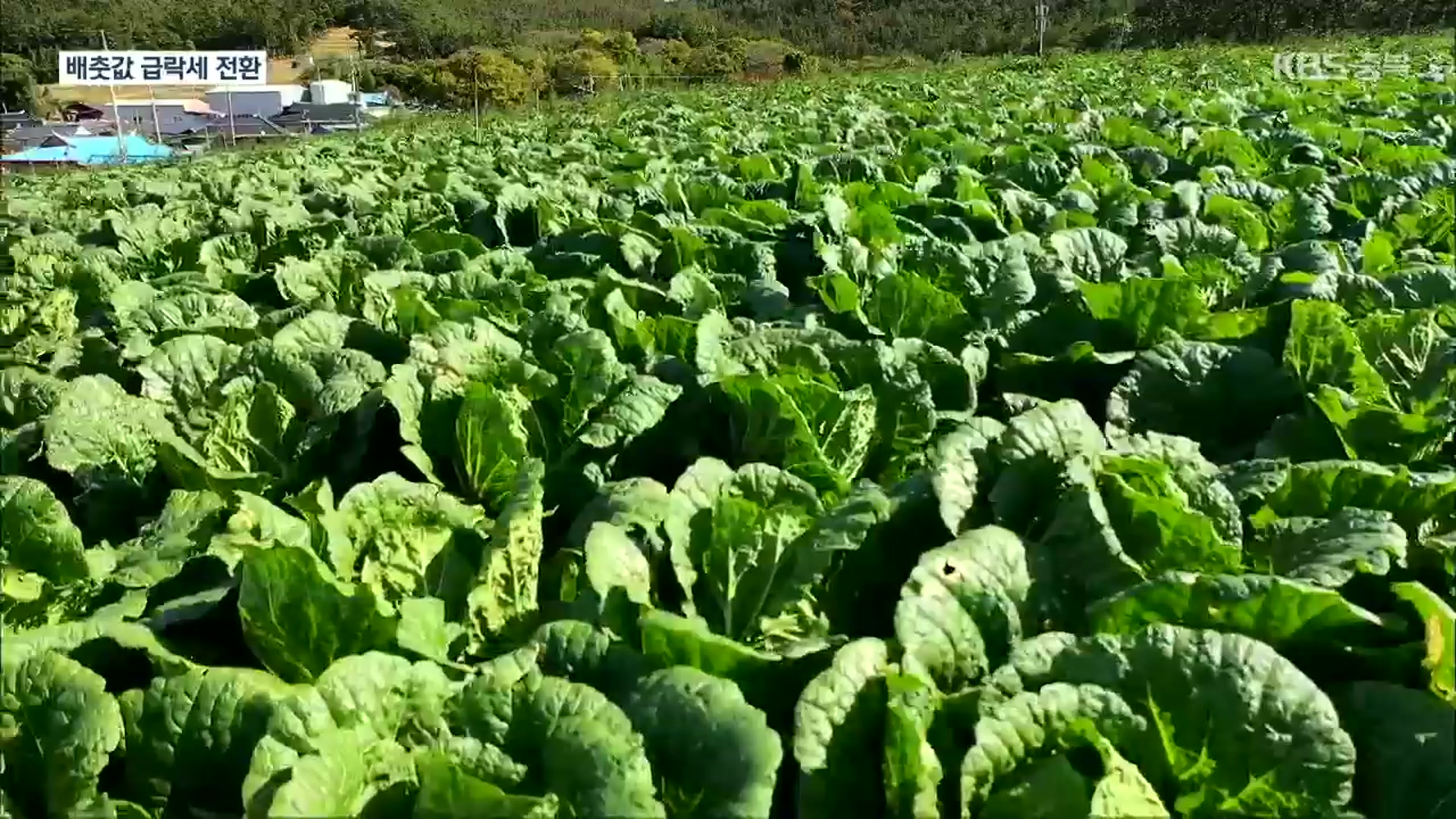 금값에서 1/3 토막…배추값 급락세 전환